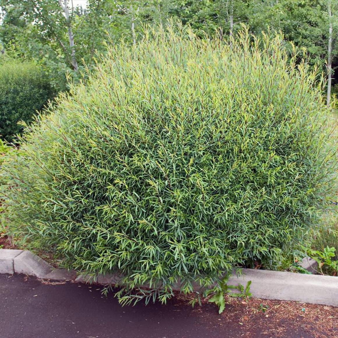 Фото НаНа в Новосибирске Matilda Flowers