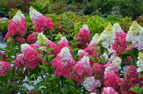 Фото Саженец  гортензии Фрайз Мельба в Новосибирске Matilda Flowers