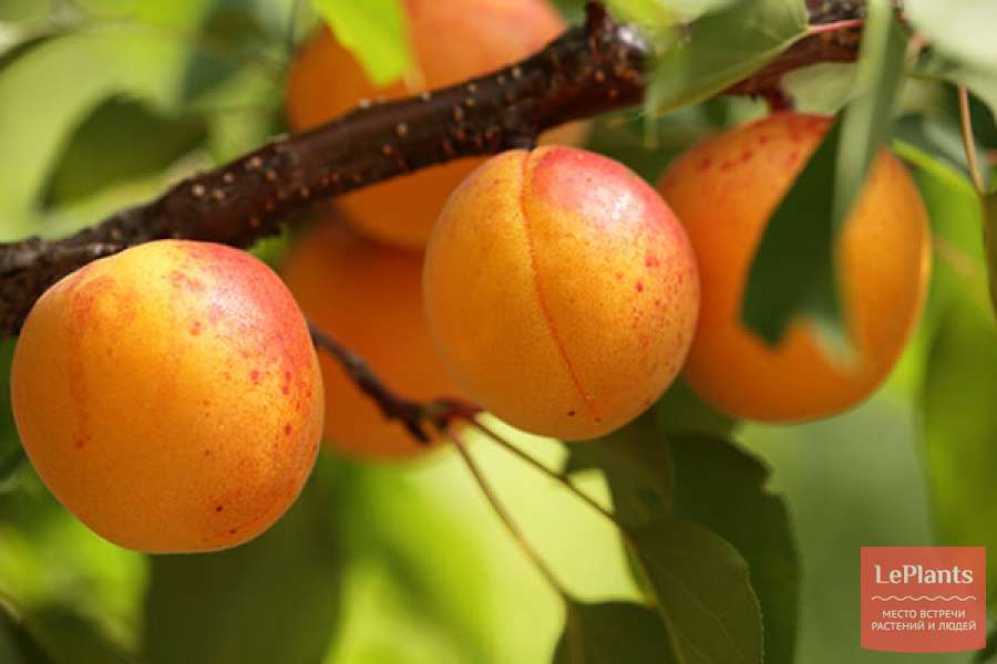 Фото Сибиряк Байкалова в Новосибирске Matilda Flowers