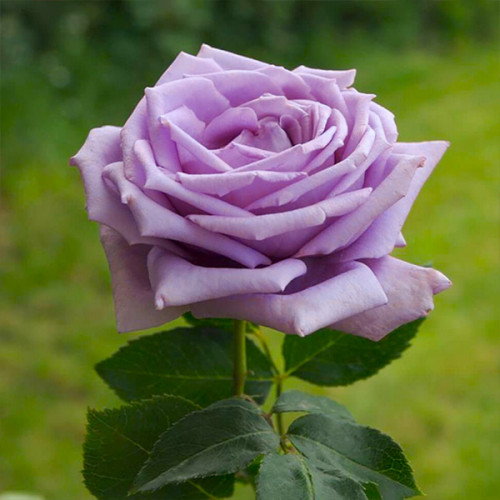 Фото Мами Блю в Новосибирске Matilda Flowers