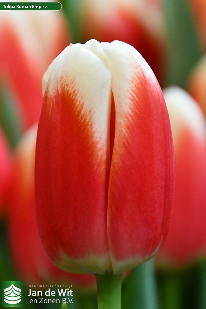 Фото Роман Эмпаер в Новосибирске Matilda Flowers