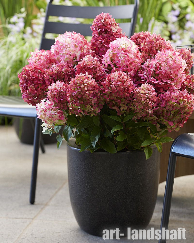 Фото Литл Рози в Новосибирске Matilda Flowers