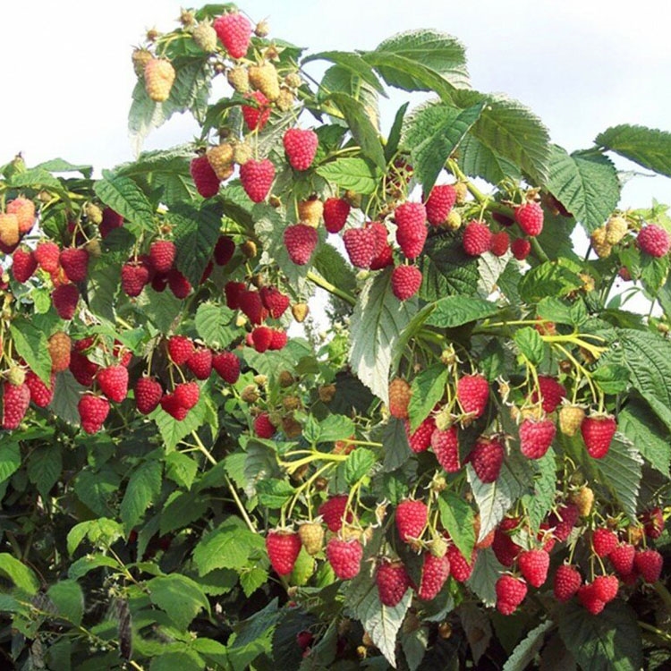 Фото Таруса в Новосибирске Matilda Flowers