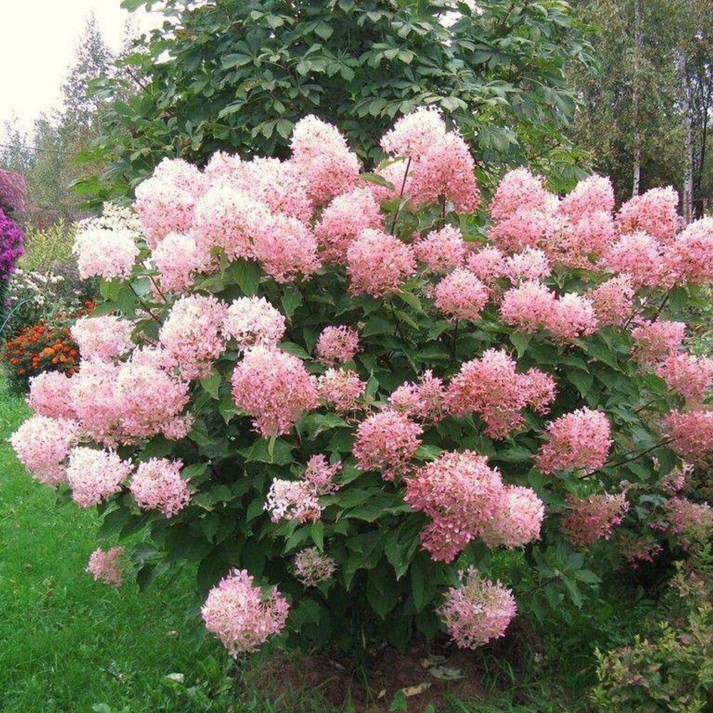 Фото Фантом (горшок 5л) в Новосибирске Matilda Flowers