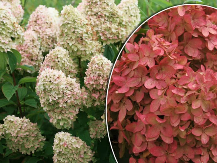 Фото Меджикал кендл (горшок 5л) в Новосибирске Matilda Flowers