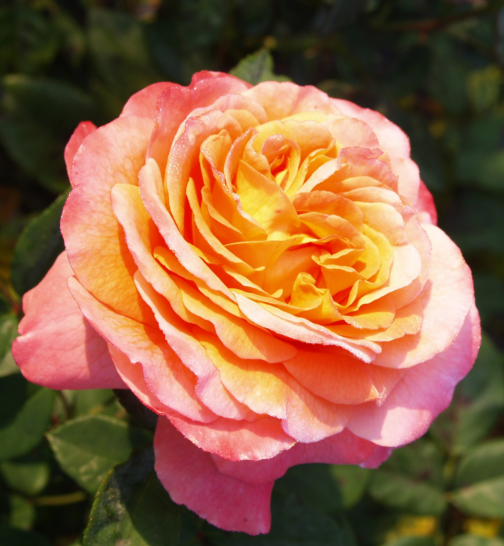 Фото Саженец чайно-гибридной розы Августа Луиза в Новосибирске Matilda Flowers