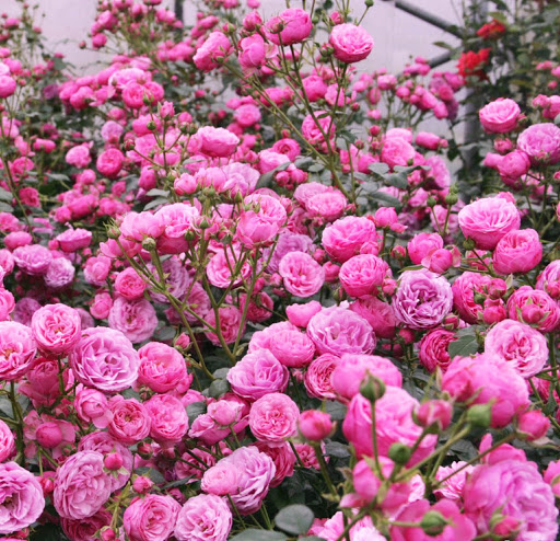 Фото флорибунда Помпонелла в Новосибирске Matilda Flowers