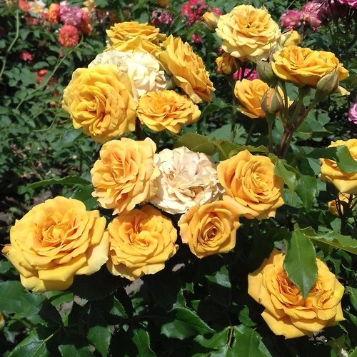 Фото Саженец спрей розы Сан Сити в Новосибирске Matilda Flowers