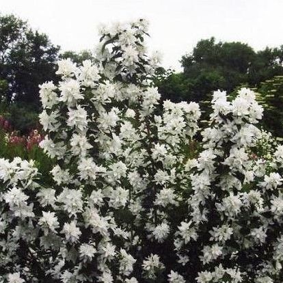 Фото Комсомолец в Новосибирске Matilda Flowers