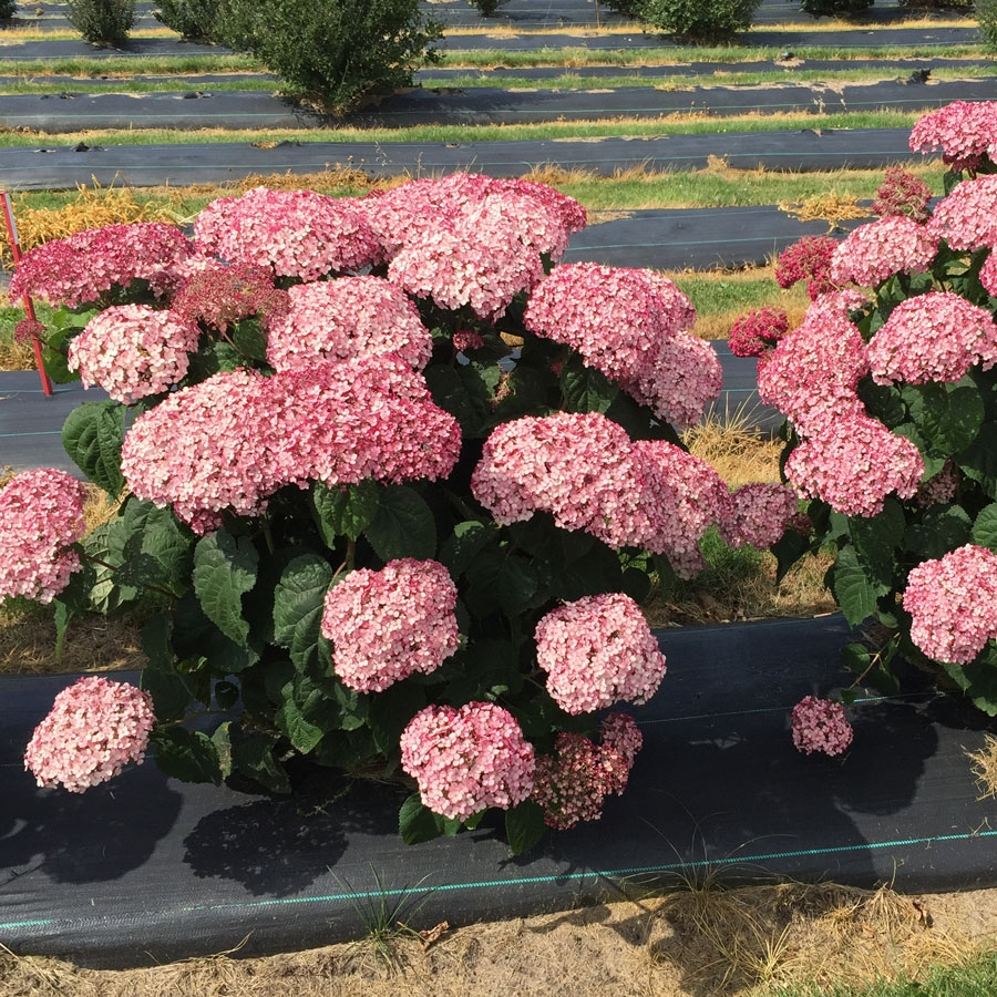 Фото  Донкер роуз Аннабель (горшок 5л) в Новосибирске Matilda Flowers