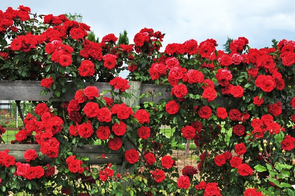 Фото Флорентина в Новосибирске Matilda Flowers