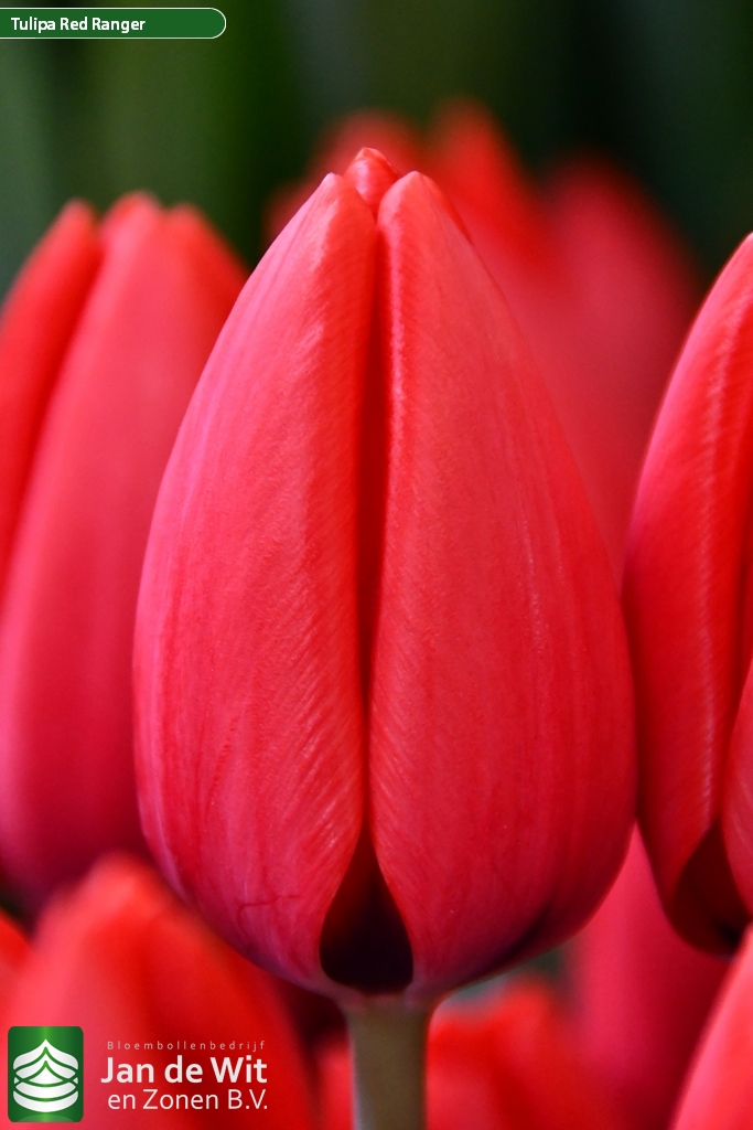 Фото Ред Рейнджер в Новосибирске Matilda Flowers