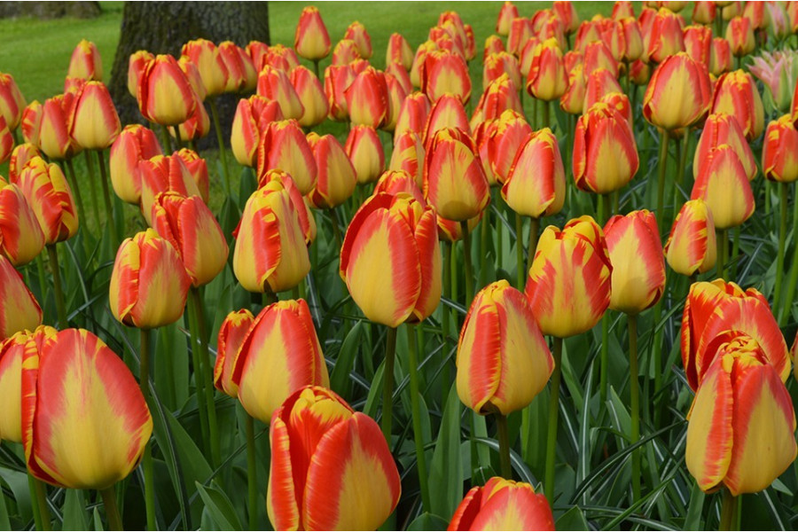 Фото Банья Лука в Новосибирске Matilda Flowers