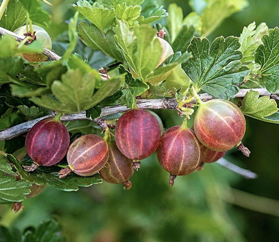 Фото Розовый в Новосибирске Matilda Flowers