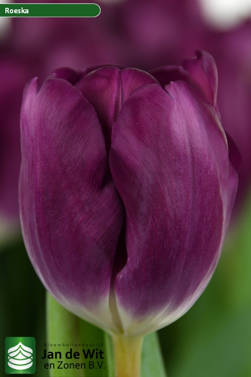 Фото Роежка в Новосибирске Matilda Flowers