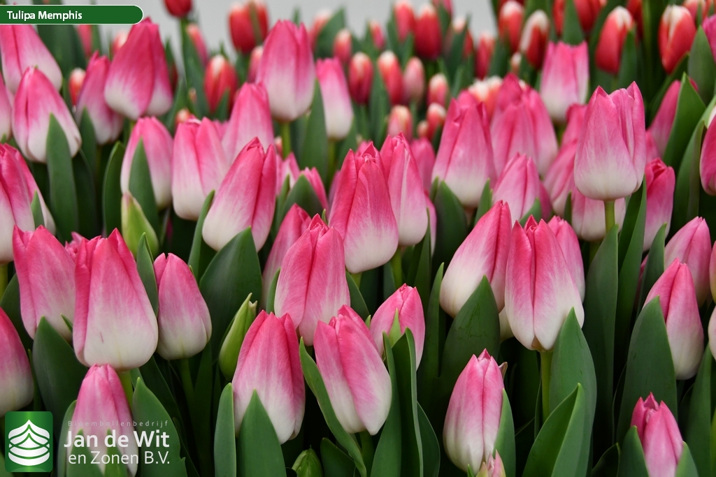 Фото Мемфис в Новосибирске Matilda Flowers