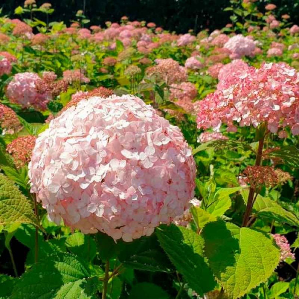 Фото Маршмеллоу Кандибель (горшок 5л) в Новосибирске Matilda Flowers