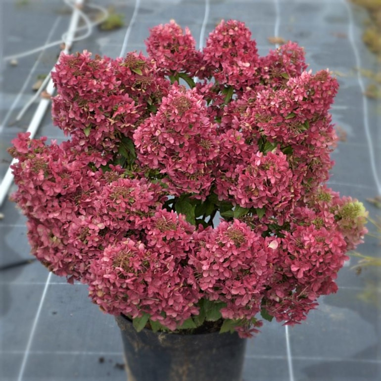 Фото Петит Стар (горшок мал. P9) в Новосибирске Matilda Flowers