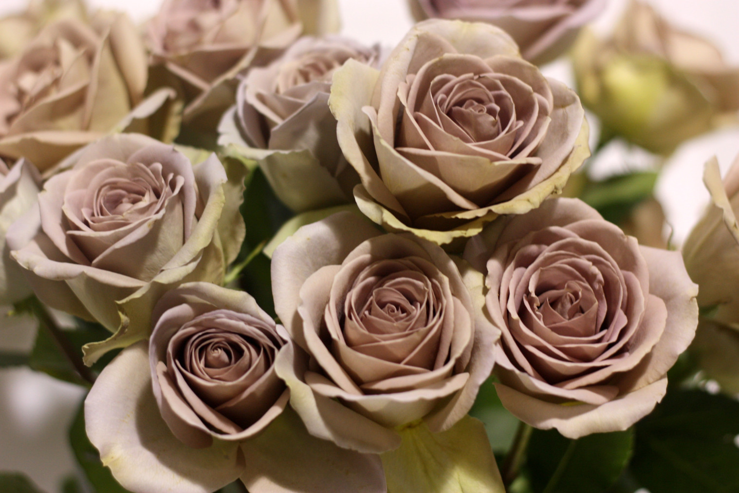 Сорт розы амнезия. Розы саженцы почтой недорого