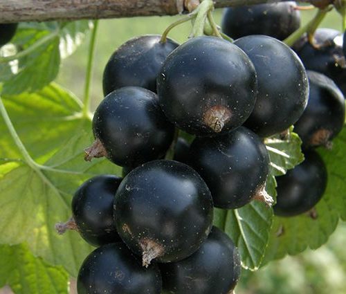 Фото Черная "дар Смоляниновой" в Новосибирске Matilda Flowers