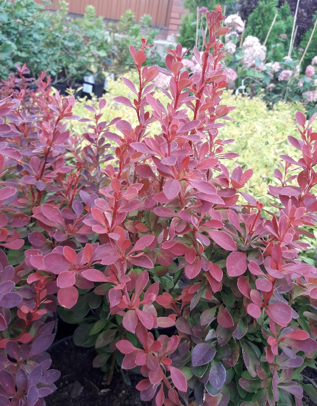 Фото тунберга "Рэд Тауэр" в Новосибирске Matilda Flowers