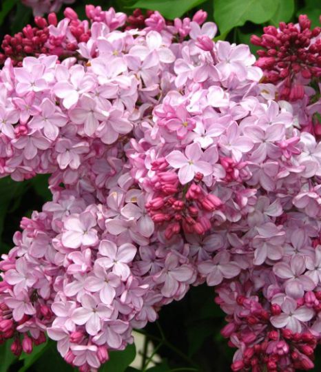 Фото Калифорния Роуз в Новосибирске Matilda Flowers