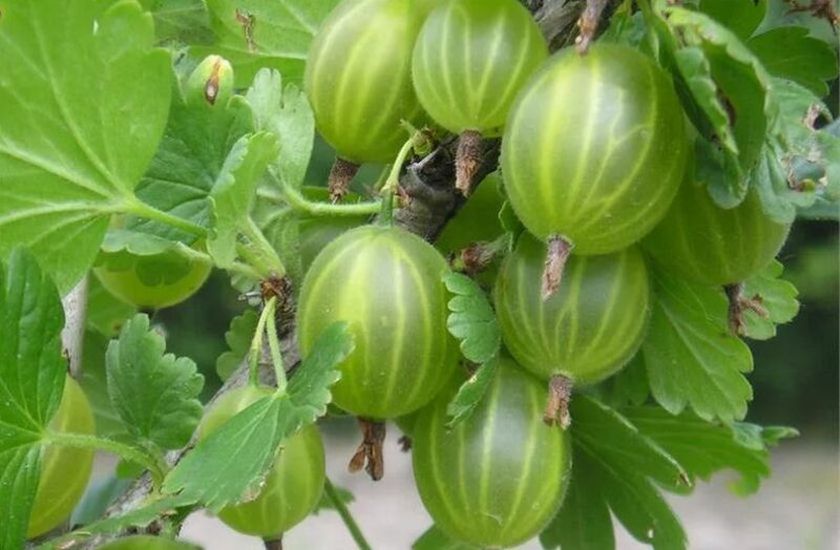 Фото Челябинский зеленый в Новосибирске Matilda Flowers