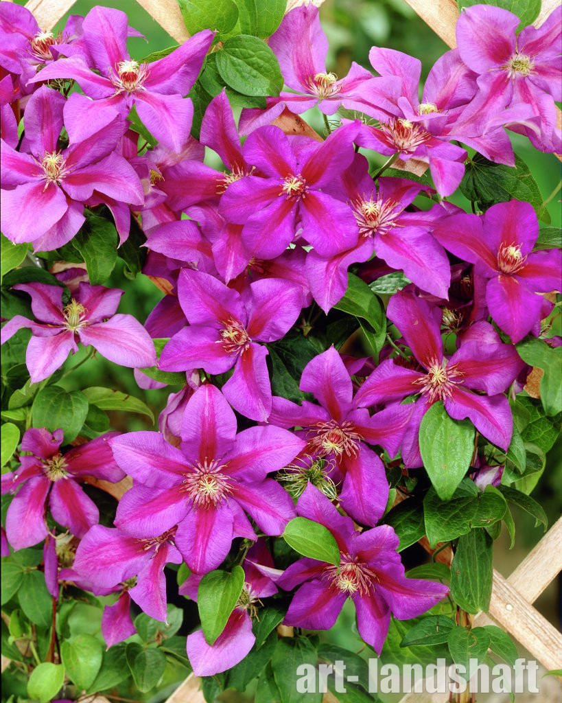 Фото Мистер Томпсон в Новосибирске Matilda Flowers