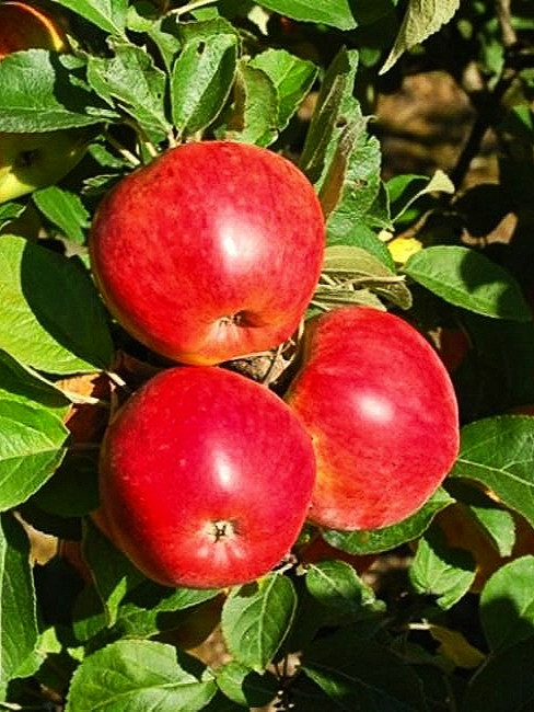 Фото Краса Свердловска в Новосибирске Matilda Flowers