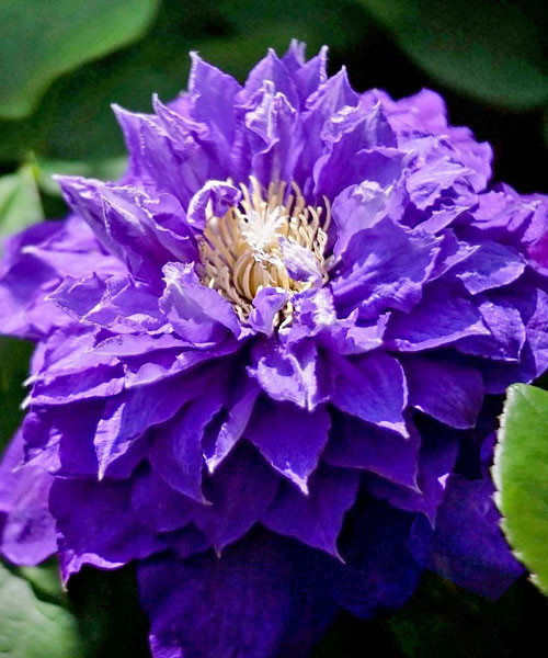 Фото Бьюти оф Ворчестер в Новосибирске Matilda Flowers