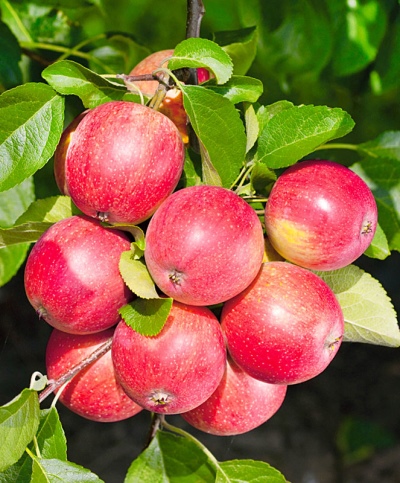 Фото Солнцедар в Новосибирске Matilda Flowers