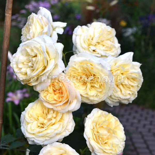 Фото Май Герл в Новосибирске Matilda Flowers