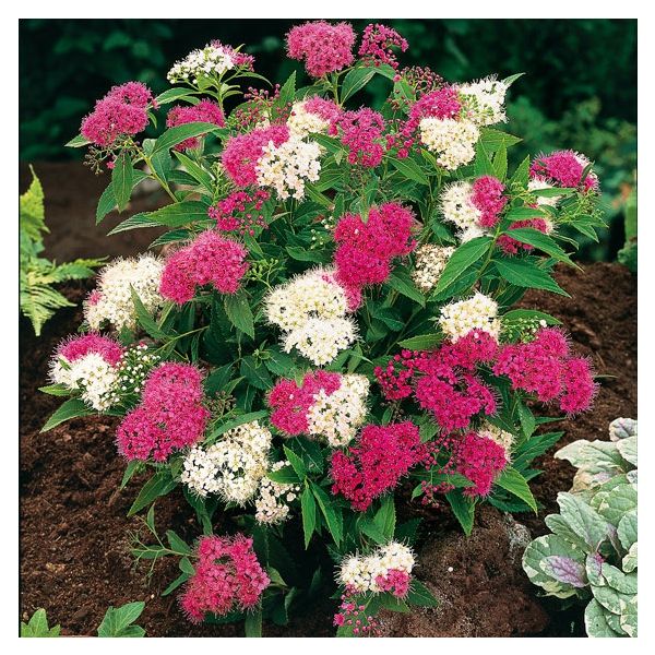 Фото Японская Широбана (Р9) в Новосибирске Matilda Flowers