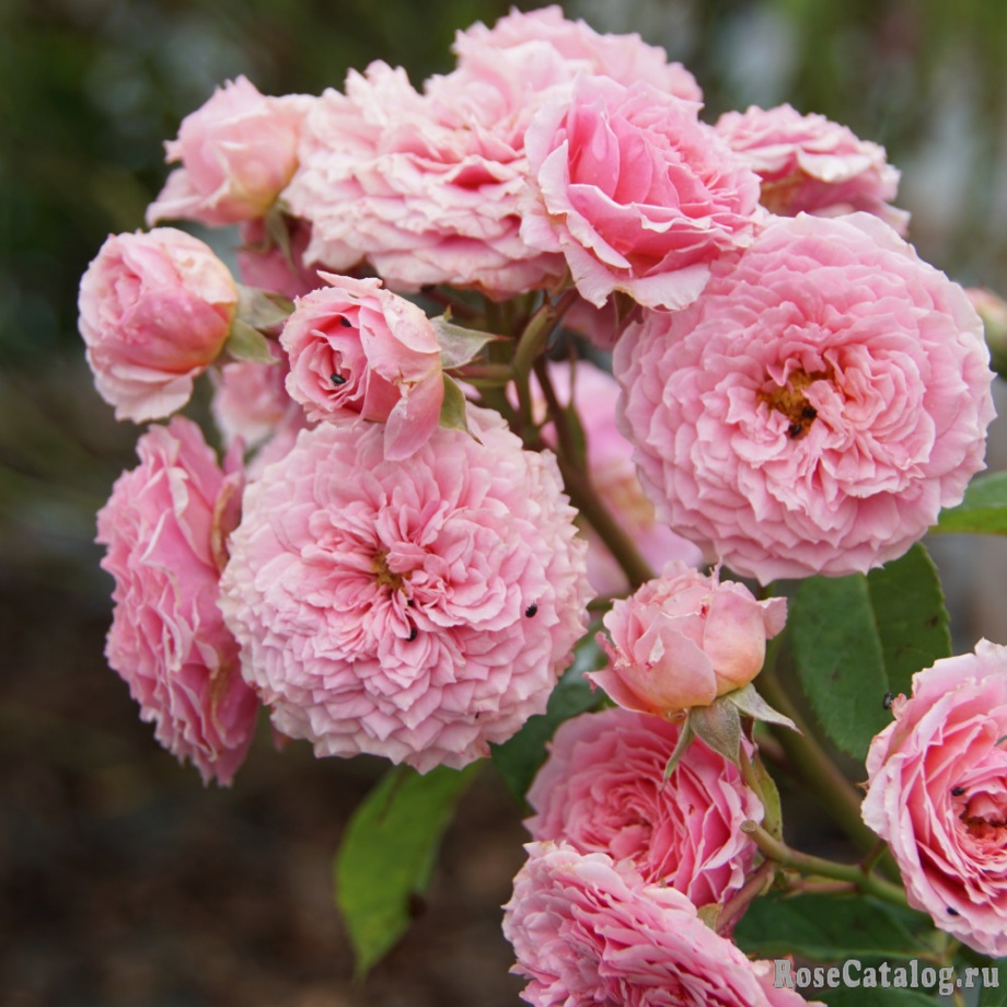 Фото Уильям Кристи в Новосибирске Matilda Flowers