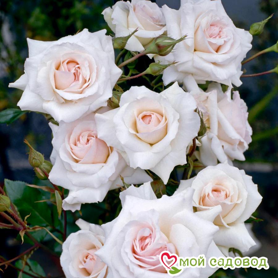 Фото Лебединый Глаз в Новосибирске Matilda Flowers