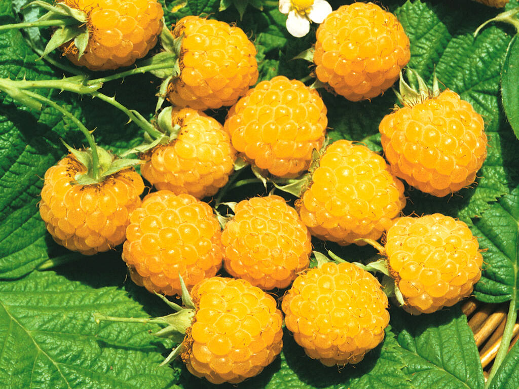 Фото Желтый гигант в Новосибирске Matilda Flowers