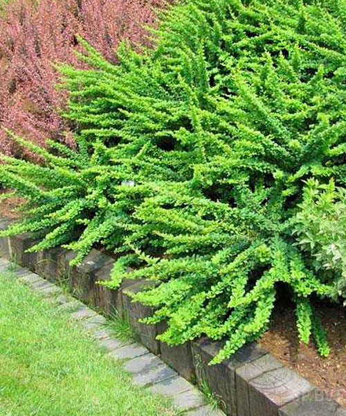 Фото тунберга "Грин орнамент" в Новосибирске Matilda Flowers