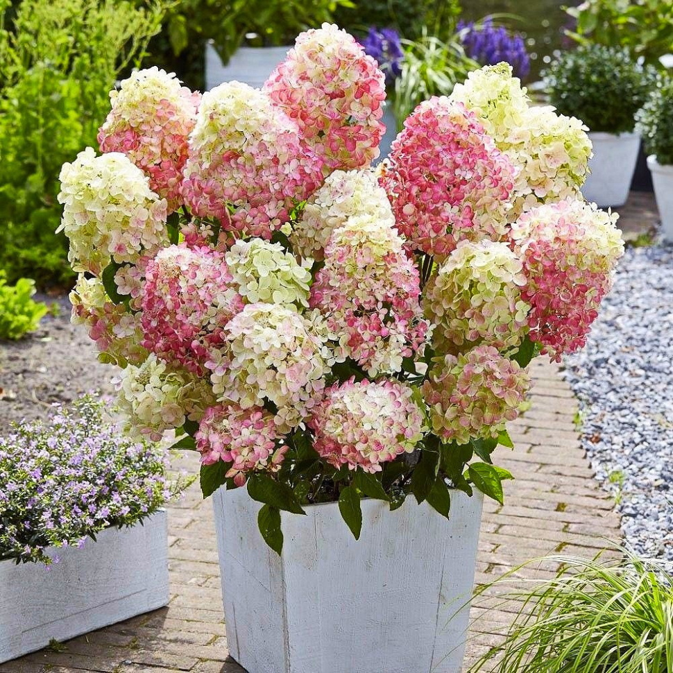 Фото Литл Блоссом в Новосибирске Matilda Flowers