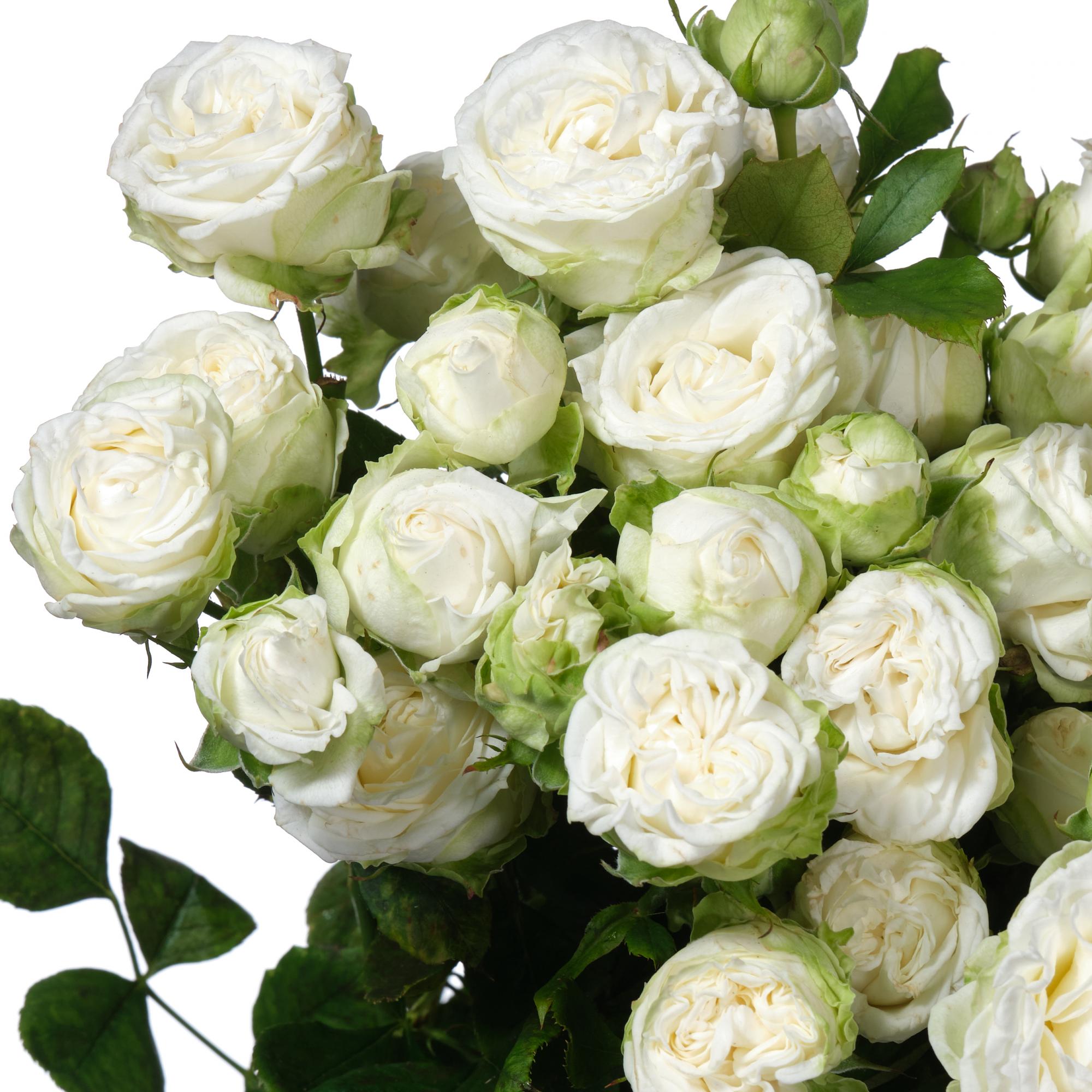 Фото Мисс Бомбастик в Новосибирске Matilda Flowers