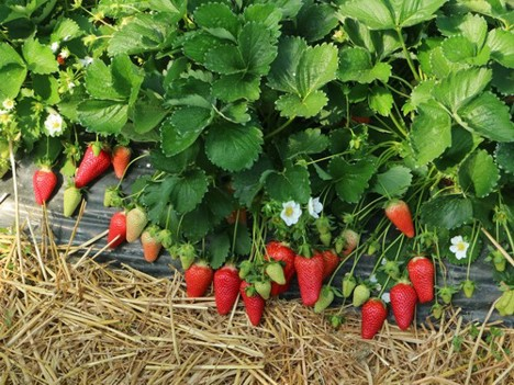 Фото Лючия в Новосибирске Matilda Flowers
