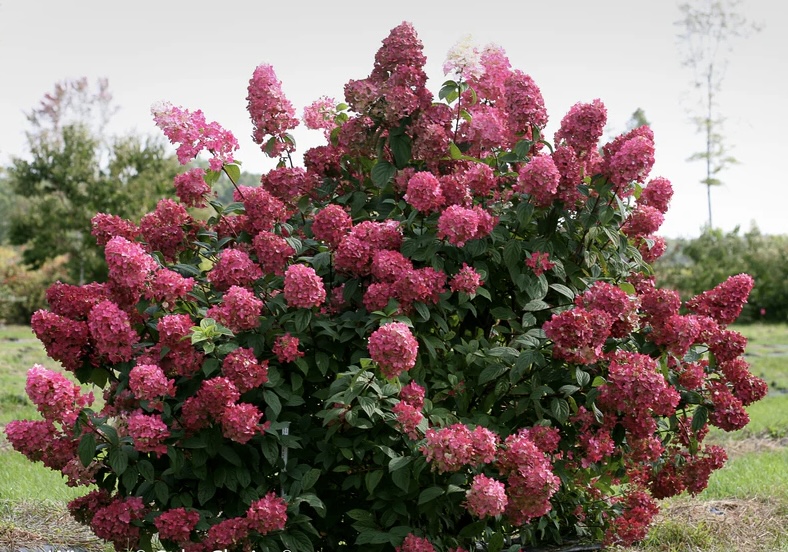 Фото Фаер Лайт (горшок 5л) в Новосибирске Matilda Flowers