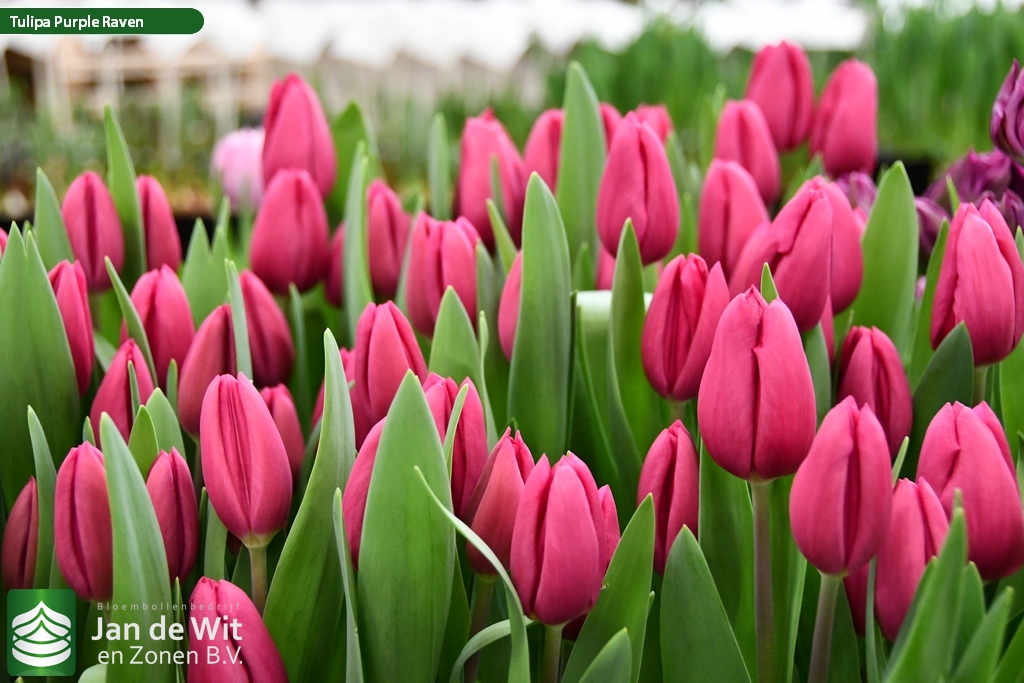 Фото Пурпл Рейвен в Новосибирске Matilda Flowers