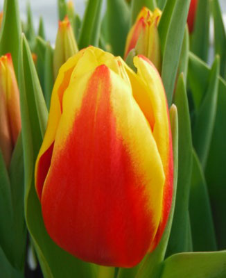 Фото Люба в Новосибирске Matilda Flowers