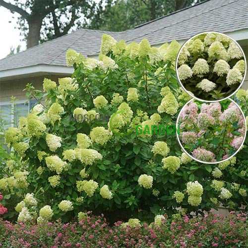 Фото Лайм лайт (горшок 5л) в Новосибирске Matilda Flowers