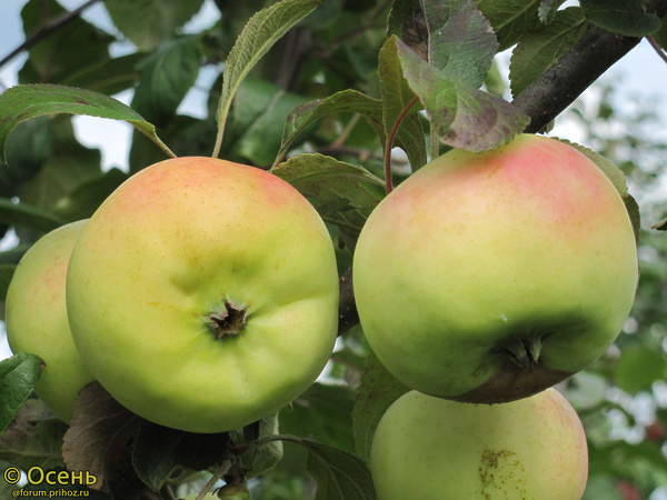 Фото Лошицкое в Новосибирске Matilda Flowers