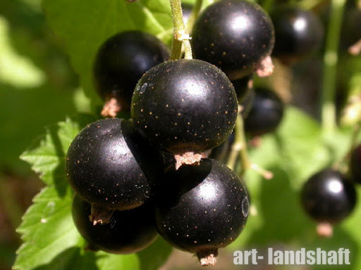 Фото Черная "Сибилла" в Новосибирске Matilda Flowers