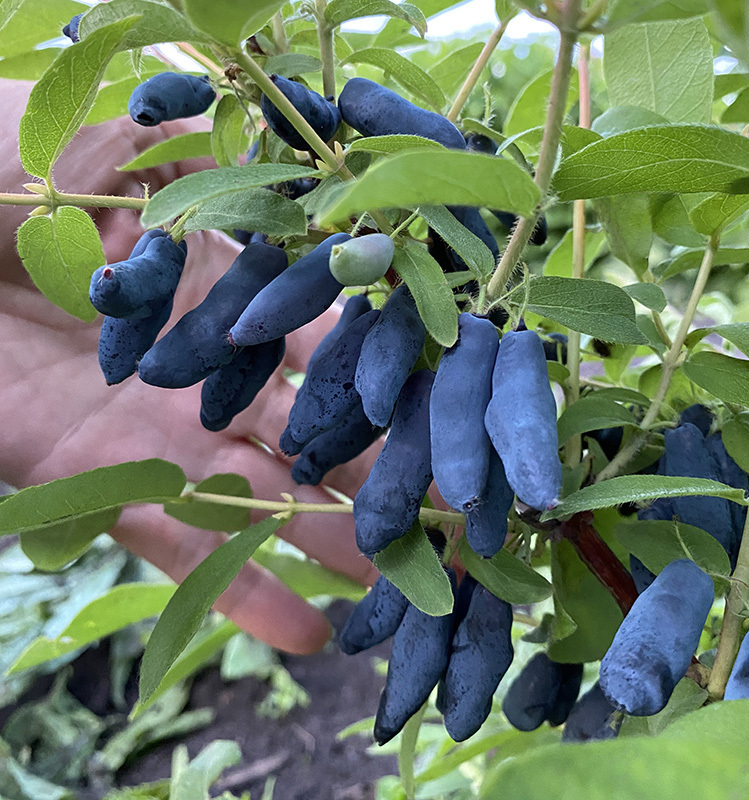 Фото Роксана в Новосибирске Matilda Flowers
