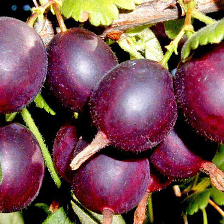 Фото Северный капитан в Новосибирске Matilda Flowers