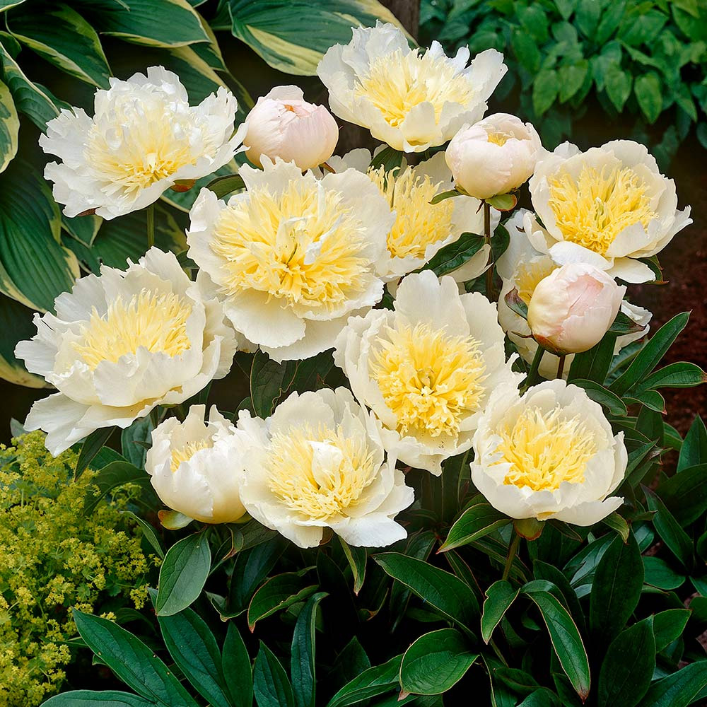 Фото Ханни Голд в Новосибирске Matilda Flowers